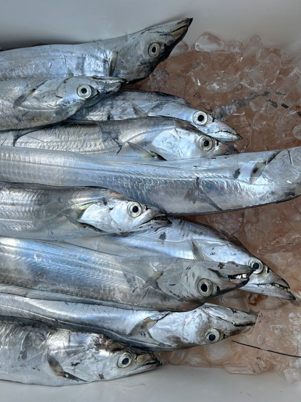 だーくろさんの釣果 3枚目の画像