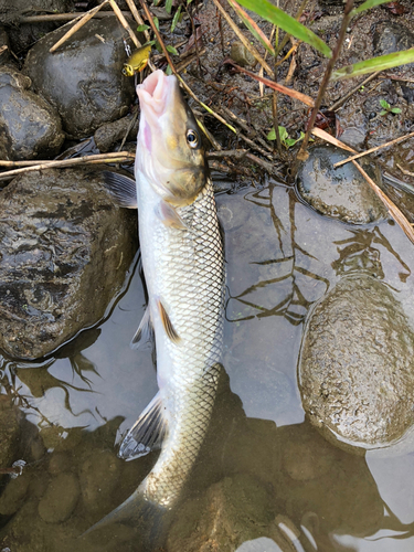 ニゴイの釣果