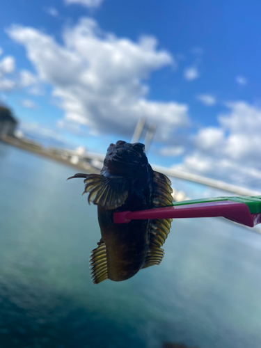 イソギンポの釣果