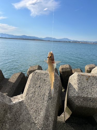 ハゼの釣果