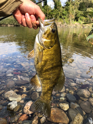 スモールマウスバスの釣果