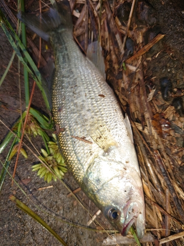 ラージマウスバスの釣果