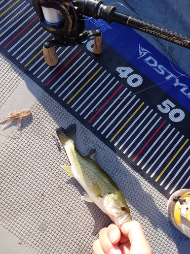 ブラックバスの釣果