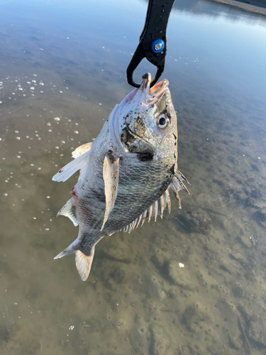 チヌの釣果