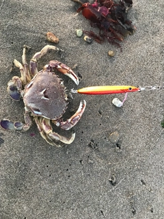 ヒラツメガニの釣果