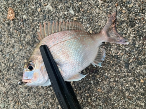 チャリコの釣果