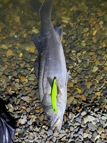 スズキの釣果