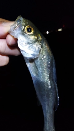 セイゴ（マルスズキ）の釣果