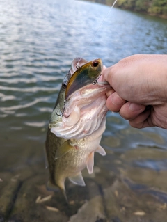 ブラックバスの釣果