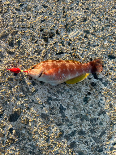 ホシササノハベラの釣果