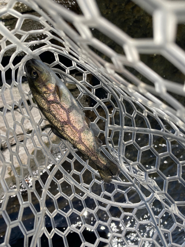 ニジマスの釣果