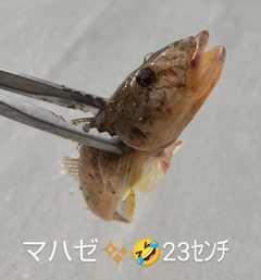 マハゼの釣果