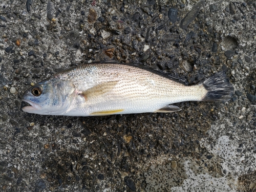 イシモチの釣果