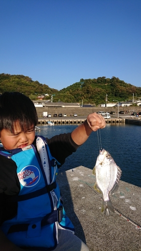 ヘダイの釣果