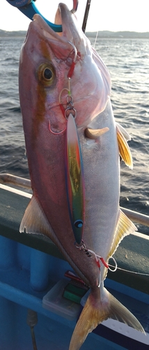 ショゴの釣果