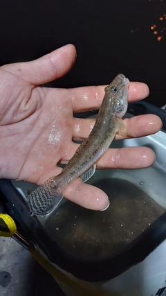 マハゼの釣果