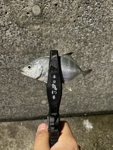 メッキの釣果