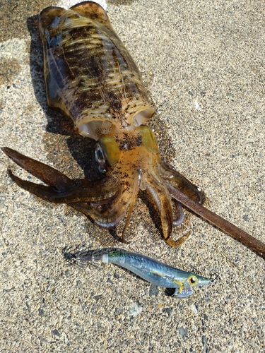 アオリイカの釣果