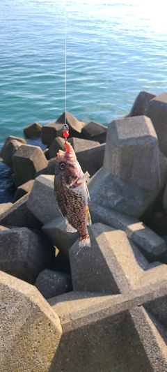 クロソイの釣果