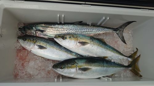 サワラの釣果