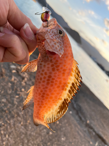 オオモンハタの釣果