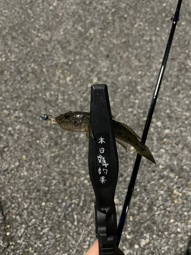 ハゼの釣果