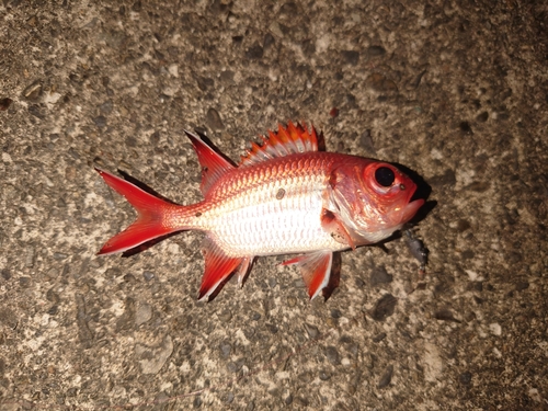 アカマツカサの釣果