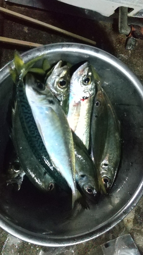 アジの釣果