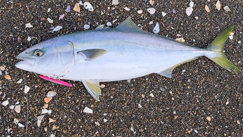 ワラサの釣果