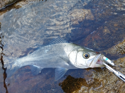 フッコ（ヒラスズキ）の釣果