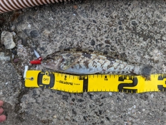 アイナメの釣果