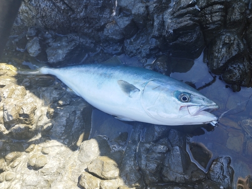 ツバスの釣果