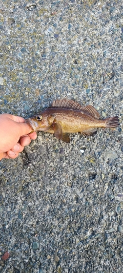 エゾメバルの釣果