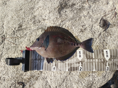 サンノジの釣果