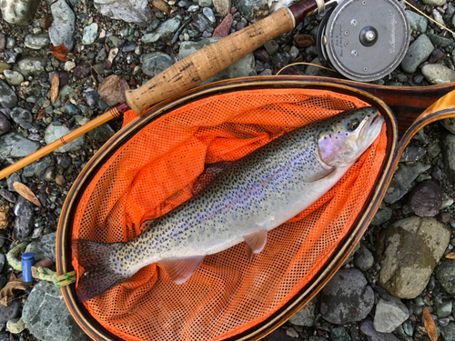 ニジマスの釣果