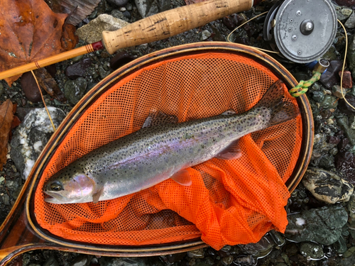 ニジマスの釣果