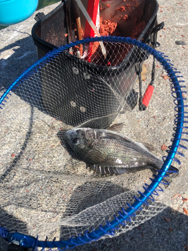 クチブトグレの釣果