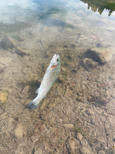 ニジマスの釣果