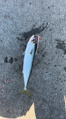 サバの釣果