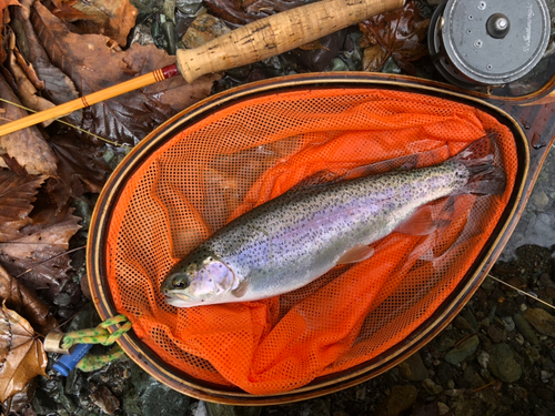 ニジマスの釣果