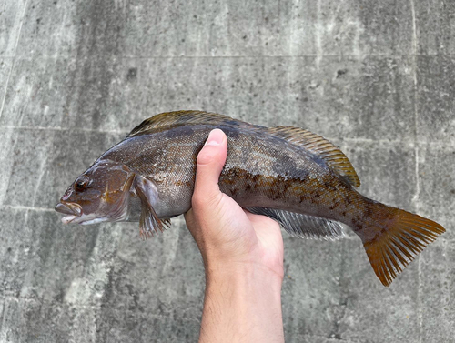 アイナメの釣果