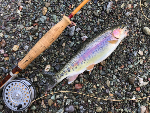 ニジマスの釣果