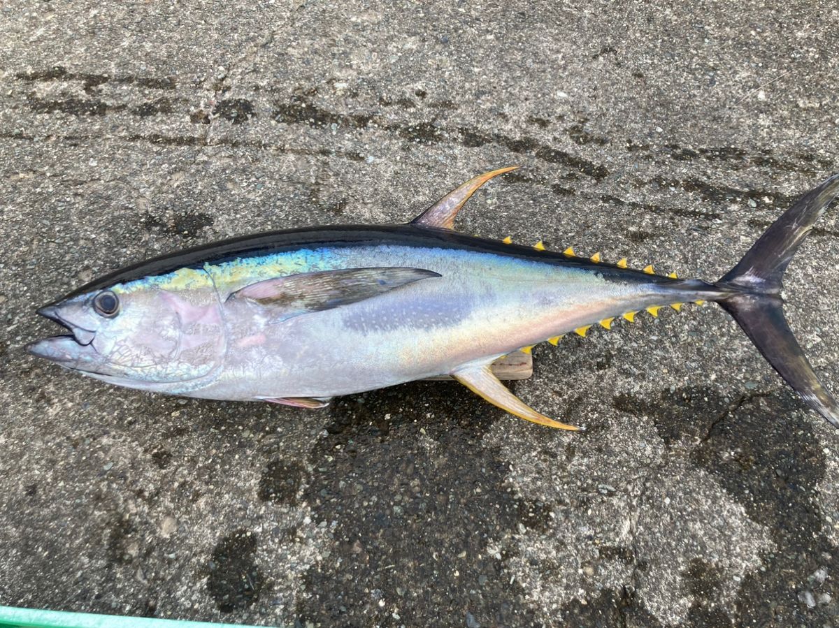 ルナパパさんの釣果 2枚目の画像