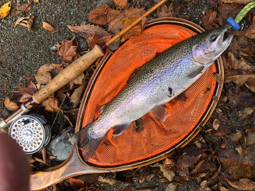 ニジマスの釣果