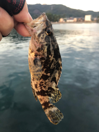 タケノコメバルの釣果