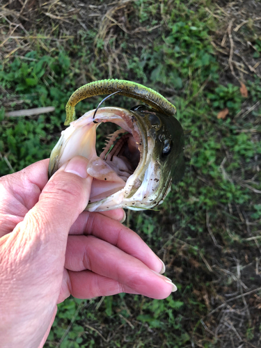 ラージマウスバスの釣果