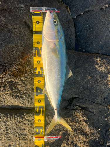 ハマチの釣果