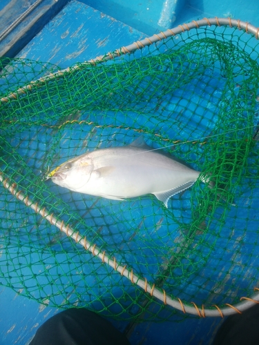 シオの釣果