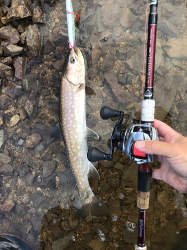 アメマスの釣果