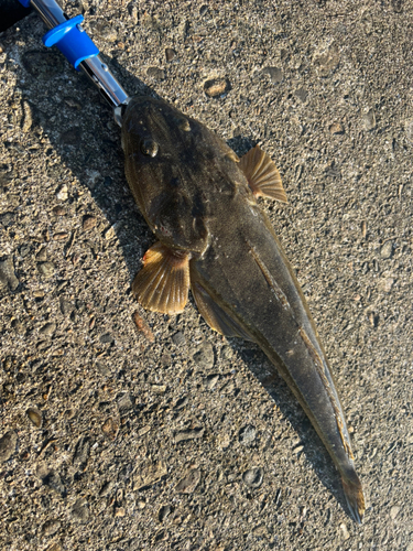 マゴチの釣果